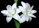 Polianthes tuberosa