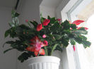 schlumbergera