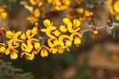 Aotus eridoides