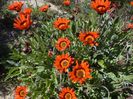Arctotis gumbletonii