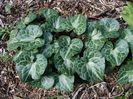 Asarum hartwegii