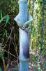 Bambusa tulda