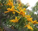 Barklya syringifolia