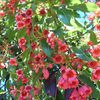 Brachychiton discolor
