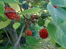 Broussonetia papyrifera
