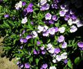 Brunfelsia floribunda