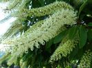 Buckinghamia celsissima