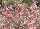 Calliandra eriophylla