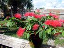 Calliandra haematocephala