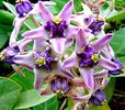 Calotropis gigantea