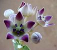 Calotropis procera