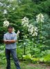 Cardiocrinum giganteum din spate