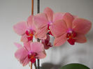 DSCN0452