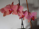 DSCN0453