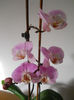 DSCN0459