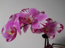 DSCN0481