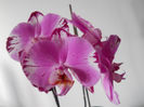 DSCN0482