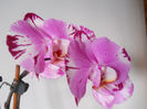 DSCN0483