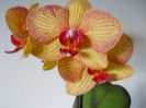 DSCN0484