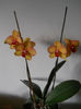 DSCN0487