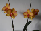 DSCN0488