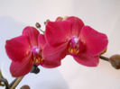 DSCN0491