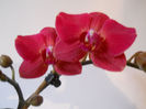 DSCN0492