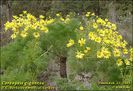 Coreopsis gigantea