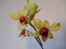 DSCN0503