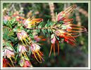 Darwinia citriodora