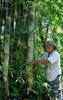 Dendrocalamus barbatus