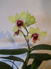 DSCN0505_057