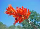 Fouquieria splendens