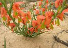 Gladiolus pulcherrimus
