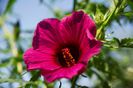 Hibiscus radiatus