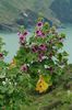 Lavatera arborea