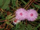 Mimosa-pudica
