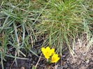 CRocus 18.02.014