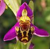 orhidee clovn bulb-vanduta