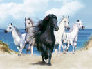 Caballos en Mar-243381_800