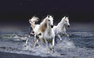 caballos-blancos-saliendo-del-mar-gara