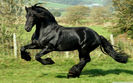 imagens-de-cavalos-em-hd-7