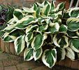 Hosta Patriot