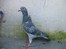 Solz.list.0662424-13.ORIG.CIOBANU BOGDAN