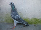 Solz.list.0662424-13.ORIG.CIOBANU BOGDAN