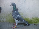 Solz.list.0662424-13.ORIG.CIOBANU BOGDAN