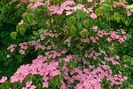 Cornus kousa Satomi