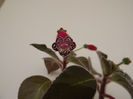 Heartland s Blackberry Butterfly