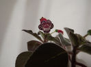 DSCF2551