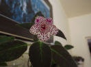 DSCF2562